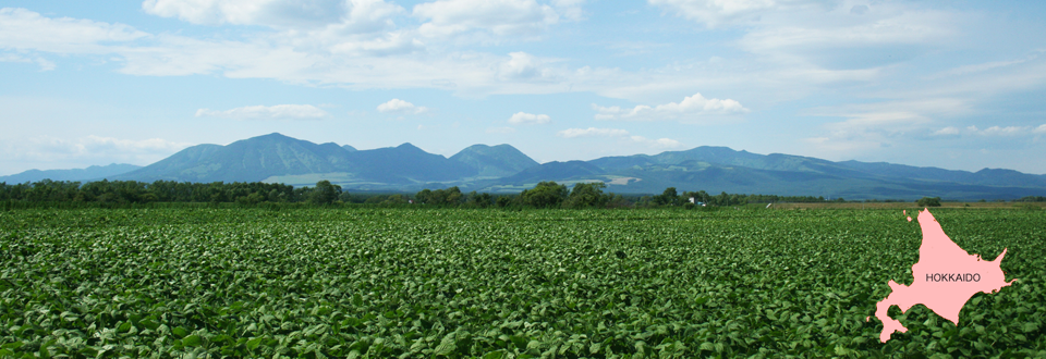 北海道の山々と大豆の畑