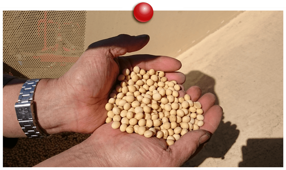 収穫したての大豆